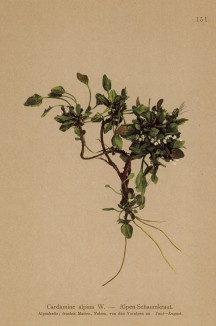 Сердечник альпийский (Cardamine alpina (лат.)) (из Atlas der Alpenflora. Дрезден. 1897 год. Том II. Лист 151)