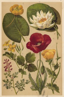 Водяная лилия (Nyphaea alba), кувшинка жёлтая (Nuphar luteum Sm.), мак самосейка (Papaver Rhoeas), рогач жёлтый (Glaucium luteum Scop.), чистотел большой (Chelidonium majus), дымянка лекарственная (Fumaria officinalis)