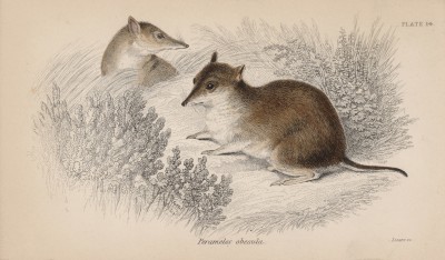 Бандикут Perameles obesula (лат.) (лист 14 тома VIII "Библиотеки натуралиста" Вильяма Жардина, изданного в Эдинбурге в 1841 году)