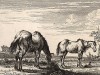 Лошади на пастбище. Редкий офорт Жана Шателена по рисункам Дирка Ступа 1651 года. 