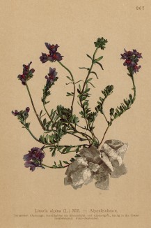 Льнянка альпийская (Linaria alpina (лат.)) (из Atlas der Alpenflora. Дрезден. 1897 год. Том IV. Лист 367)
