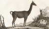 Лама (лист из La ménagerie du muséum national d'histoire naturelle ou description et histoire des animaux... -- знаменитой в эпоху Наполеона работы по натуральной истории)