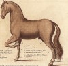 Места на теле лошади, которые необходимо регулярно осматривать на наличие поражений и заболеваний. Часть 3. Лондон, 1758