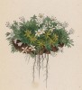 Минуарция очитковидная (Cherleria sedoides (лат.)) (лист 97 известной работы Йозефа Карла Вебера "Растения Альп", изданной в Мюнхене в 1872 году)