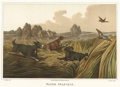 Собаки редкой породы: ирландские водные спаниели. The National Sports of Great Britain by Henry Alken. Лондон, 1903