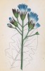 Цицербита Плюмьера (Mulgedium Plumieri (лат.)) (лист 239 известной работы Йозефа Карла Вебера "Растения Альп", изданной в Мюнхене в 1872 году)