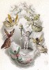 Юные бабочки, опаляющие свои крылышки о факел любви в руках Амура. Les Papillons, métamorphoses terrestres des peuples de l'air par Amédée Varin. Париж, 1852