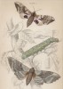 Куколки и мотыльки-бражники (1. Eyed Hawk-moth 2. Poplar Hawk-moth 3. Caterpilla of poplar hawk-moth (англ.)) (лист 3 тома XL "Библиотеки натуралиста" Вильяма Жардина, изданного в Эдинбурге в 1843 году)