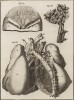Анатомия. Часть грудной артерии по Галлеру. (Ивердонская энциклопедия. Том I. Швейцария, 1775 год)