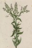 Ярутка обыкновенная, или горчица цветная (Thlaspi vulgare (лат.)) (лист 407 "Гербария" Элизабет Блеквелл, изданного в Нюрнберге в 1760 году)