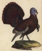 Дикий индюк (лист из альбома литографий "Галерея птиц... королевского сада", изданного в Париже в 1825 году)
