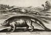 Дикобраз беседует с крокодилом (лист из альбома Nova raccolta de li animali piu curiosi del mondo disegnati et intagliati da Antonio Tempesta... Рим. 1651 год)