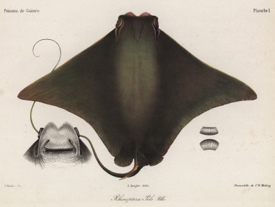 Скат (Rhinoptera Peli (лат.)), обитающий у берегов Гвинеи (лист I великолепной работы Memoire sur les poissons de la côte de Guinée, изданной в Голландии в 1863 году)