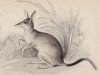 Австралийский бандикут (Perameles lagotis (лат.)) (лист 12 тома VIII "Библиотеки натуралиста" Вильяма Жардина, изданного в Эдинбурге в 1841 году)