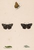 Бабочка толстоголовка черноватая, или ежеголовниковая (лат. Papilio Tages), её гусеница и куколка. History of British Butterflies Френсиса Морриса. Лондон, 1870, л.67
