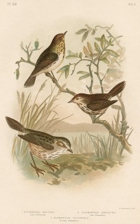 1.Ктоникола, Chthonicola sagittata. 2.Рыжый ложнокрапивник, Calamanthus campestris. 3.Полосатый ложнокрапивник, Calamanthus fuliginosus (лат.). G.J.Broinowski. The Birds of Australia... Т.V, л.VIII. Мельбурн, 1891