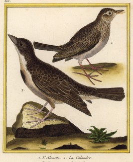 Жаворонки (из Table des Planches Enluminées d'Histoire Naturelle de M. D'Aubenton (фр.). Утрехт. 1783 год (лист 363))
