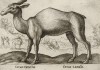 Ceruo camello (ит.) (олень верблюжий, или верблюд олений) (лист из альбома Nova raccolta de li animali piu curiosi del mondo disegnati et intagliati da Antonio Tempesta... Рим. 1651 год)