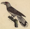 Исполинская кукушка (Schythrops novae Hollandiae (лат.)) (лист из альбома литографий "Галерея птиц... королевского сада", изданного в Париже в 1822 году)
