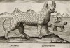 Морской лев (лист из альбома Nova raccolta de li animali piu curiosi del mondo disegnati et intagliati da Antonio Tempesta... Рим. 1651 год)