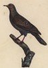Небольшой голубь, он же космач (лист из альбома литографий "Галерея птиц... королевского сада", изданного в Париже в 1825 году)