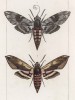 Бабочки рода Sphinx: Conobouli (1) и Ligustri (2) (лат.) (лист 47)