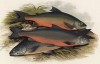 Рыба голец в представлении английских ихтиологов Виндермиера, Коула и Грея (иллюстрация к "Пресноводным рыбам Британии" -- одной из красивейших работ 70-х гг. XIX века, выполненных в технике хромолитографии)