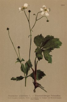 Лютик аконитилистный (Ranunculus aconitifolius (лат.)) (из Atlas der Alpenflora. Дрезден. 1897 год. Том II. Лист 134)