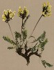 Остролодочник полевой (Oxytropis campestris (лат.)) (из Atlas der Alpenflora. Дрезден. 1897 год. Том III. Лист 246)