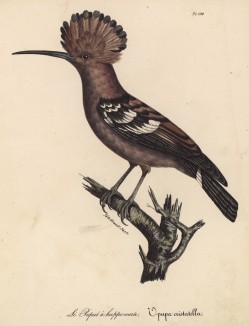 Удод хохлатый (лист из альбома литографий "Галерея птиц... королевского сада", изданного в Париже в 1825 году)
