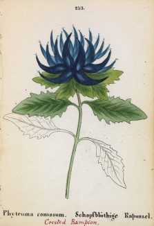 Кольник хохлатый (Phyteuma comosum (лат.)) (лист 253 известной работы Йозефа Карла Вебера "Растения Альп", изданной в Мюнхене в 1872 году)