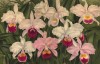 Орхидея CATTLEYA TRIANAE (лат.) (листы DXXX-DXXXI Lindenia Iconographie des Orchidées - обширнейшей в истории иконографии орхидей. Брюссель, 1896)
