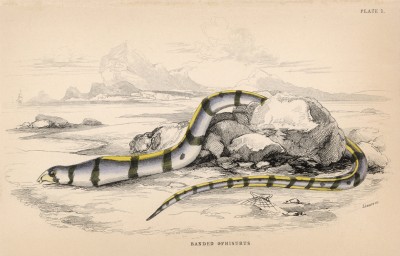 Полосатый острохвостый угорь (Ophisurus alternans (лат.)) (лист 1 тома XXVIII "Библиотеки натуралиста" Вильяма Жардина, изданного в Эдинбурге в 1843 году)
