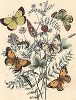 Бабочки рода желтушек. "Книга бабочек" Фридриха Берге, Штутгарт, 1870. 