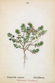 Вороника (шикша чёрная, водяника) (Empetrum nigrum (лат.)) (лист 371 известной работы Йозефа Карла Вебера "Растения Альп", изданной в Мюнхене в 1872 году)