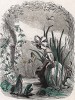 Гордая леди Нарцисс любуется на свое отражение в озере в компании стрекозы и ящерицы. Les Fleurs Animées par J.-J Grandville. Париж, 1847