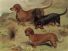 Таксы (из "Книги собак" Веро Шоу, украшенной великолепными иллюстрациями Чарльза Барбера. Лондон. 1881 год)