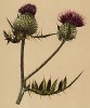 Бодяк шерстистый (Cirsium eriophorum (лат.)) (из Atlas der Alpenflora. Дрезден. 1897 год. Том V. Лист 476)