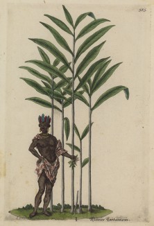 Cardamonum minus (лат.) -- справа. Кардамон -- многолетнее растение (Elettaria сardamomum) семейства имбирные (лист 585 "Гербария" Элизабет Блеквелл, изданного в Нюрнберге в 1760 году)