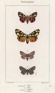 Бабочки рода Chelonia: Civica (1) и Villica (2), а также рода Arctica: Fuliginosa (3) и Mendica (4)(лат.) (лист 58)