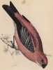 Розовый дубонос (Pine grossbeak (англ.)) середины XIX века