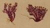 Ситник чёрный (Sedum atratum (лат.)) (из Atlas der Alpenflora. Дрезден. 1897 год. Том III. Лист 206)