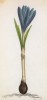 Крокус весенний (Crocus vernus (лат.)) (лист 383 известной работы Йозефа Карла Вебера "Растения Альп", изданной в Мюнхене в 1872 году)