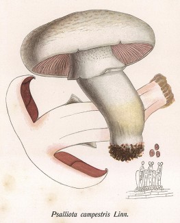 Шампиньон луговой, или печерица, Psalliota campestris Linn. (лат.). Вкусный съедобный гриб. Дж.Бресадола, Funghi mangerecci e velenosi, т.II, л.153. Тренто, 1933