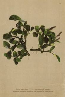 Ива сетчатая (Salix reticulata (лат.)) (из Atlas der Alpenflora. Дрезден. 1897 год. Том I. Лист 77)