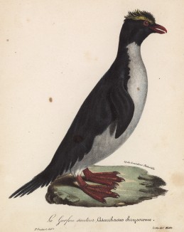 Хохлатый пингвин. Лист из альбома литографий "Галерея птиц... королевского сада", изданного в Париже в 1825 году