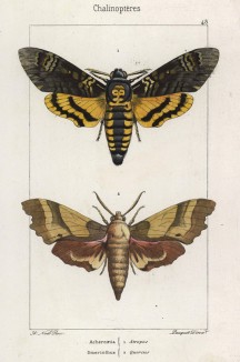 Бабочки Acherontia Atropos и Smerinthus Quercus (лат.) (лист 48)