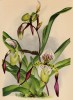 Орхидея CYPRIPEDUM x LEBAUDIANUM hort. (лат.) (лист DXXIX Lindenia Iconographie des Orchidées - обширнейшей в истории иконографии орхидей. Брюссель, 1896)