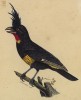 Сорокопут хохлатый (Sparactes cristatus (лат.)) (лист из альбома литографий "Галерея птиц... королевского сада", изданного в Париже в 1822 году)