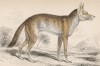 Африканская дикая собака Thous Variegatus (лат.) (лист 11 тома IV "Библиотеки натуралиста" Вильяма Жардина, изданного в Эдинбурге в 1839 году)